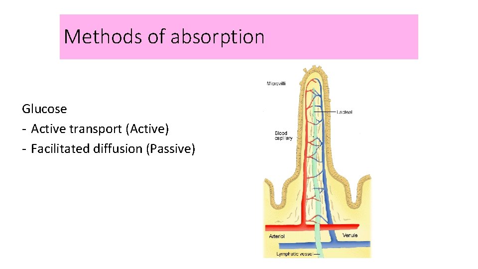 Methods of absorption Glucose - Active transport (Active) - Facilitated diffusion (Passive) 