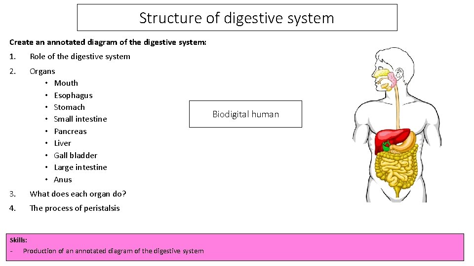 Structure of digestive system Create an annotated diagram of the digestive system: 1. Role