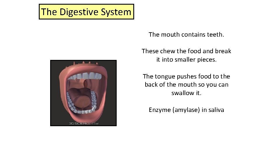 The Digestive System The mouth contains teeth. These chew the food and break it