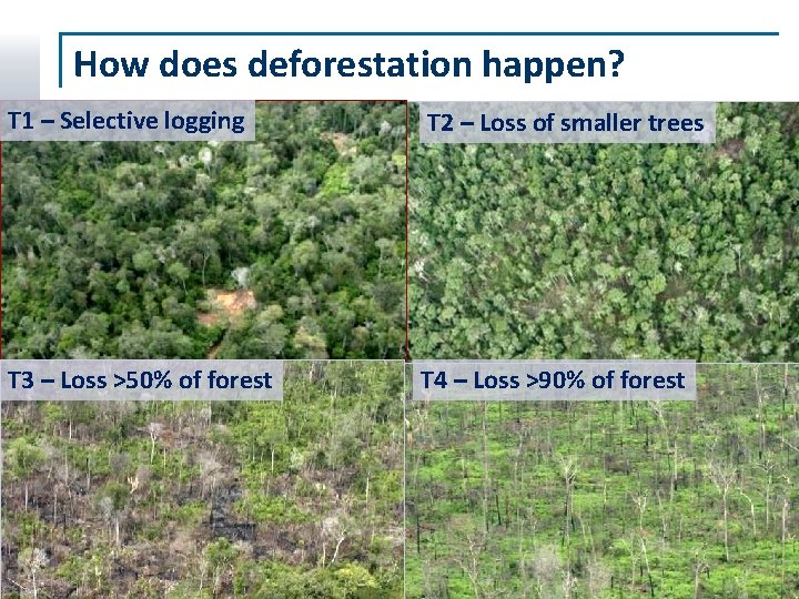 How does deforestation happen? T 1 – Selective logging T 2 – Loss of