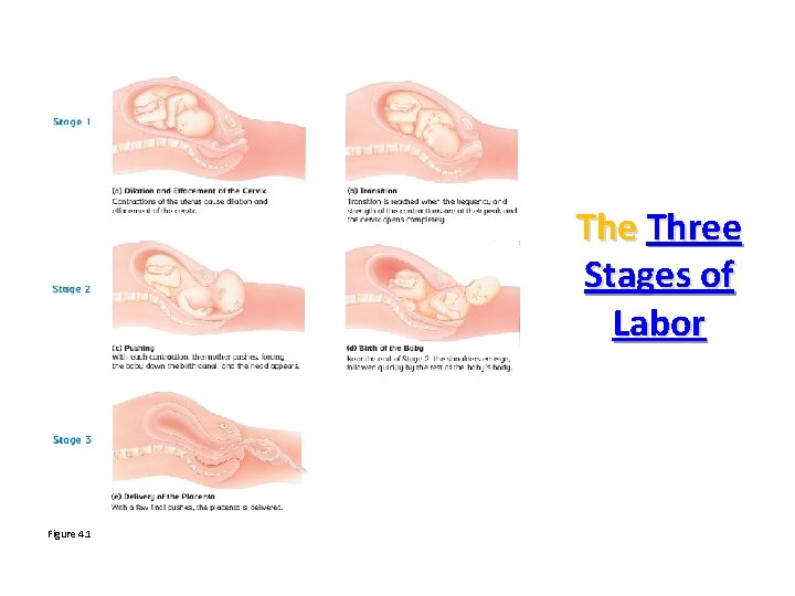 The Three Stages of Labor Figure 4. 1 