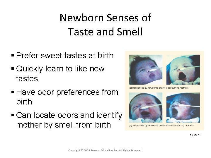 Newborn Senses of Taste and Smell § Prefer sweet tastes at birth § Quickly