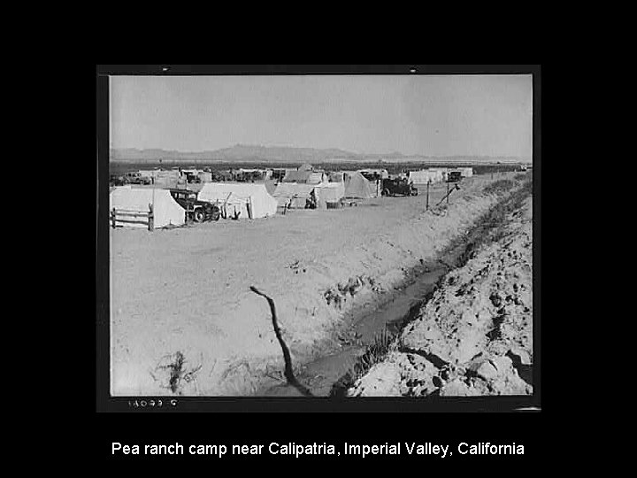 Pea ranch camp near Calipatria, Imperial Valley, California 