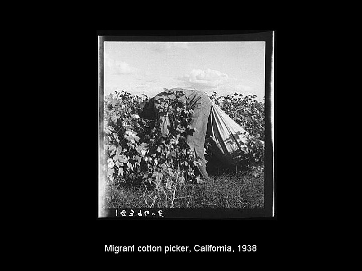 Migrant cotton picker, California, 1938 