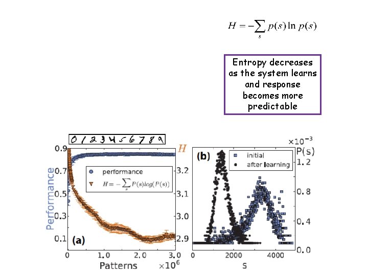 Entropy decreases as the system learns and response becomes more predictable 