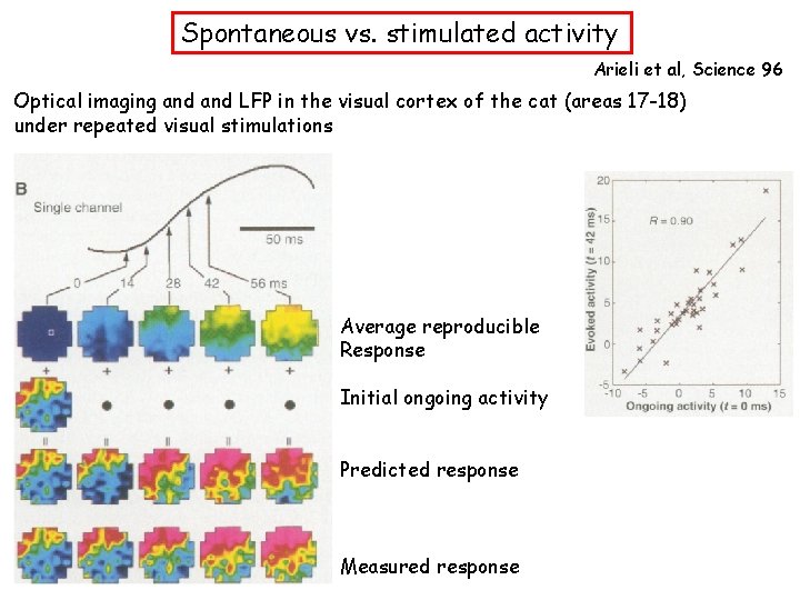 Spontaneous vs. stimulated activity Arieli et al, Science 96 Optical imaging and LFP in