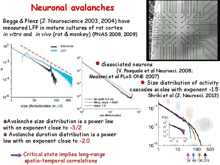 Neuronal avalanches Beggs & Plenz (J. Neuroscience 2003, 2004) have measured LFP in mature
