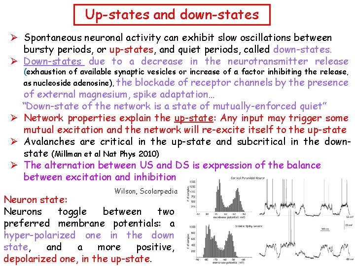 Up-states and down-states Ø Spontaneous neuronal activity can exhibit slow oscillations between bursty periods,