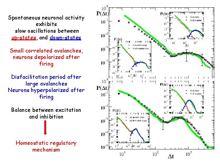 Spontaneous neuronal activity exhibits slow oscillations between up-states, and down-states Small correlated avalanches, neurons