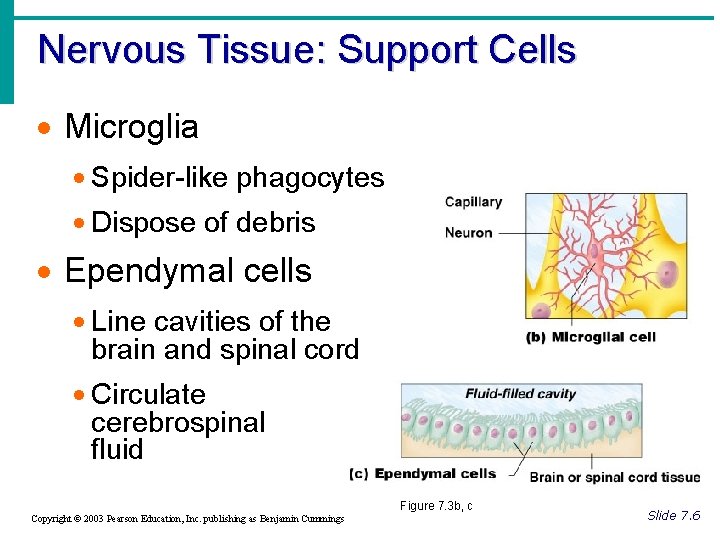 Nervous Tissue: Support Cells · Microglia · Spider-like phagocytes · Dispose of debris ·