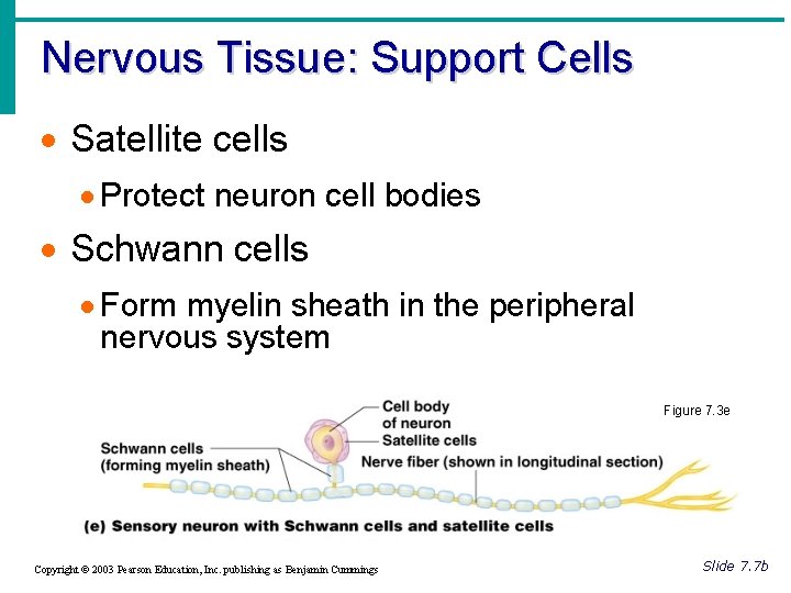 Nervous Tissue: Support Cells · Satellite cells · Protect neuron cell bodies · Schwann
