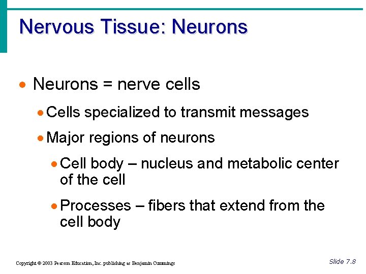 Nervous Tissue: Neurons · Neurons = nerve cells · Cells specialized to transmit messages