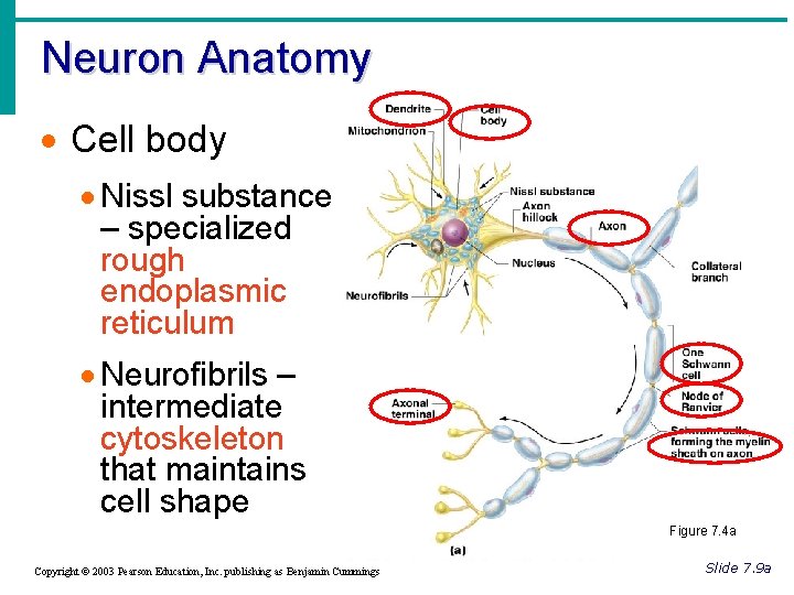 Neuron Anatomy · Cell body · Nissl substance – specialized rough endoplasmic reticulum ·