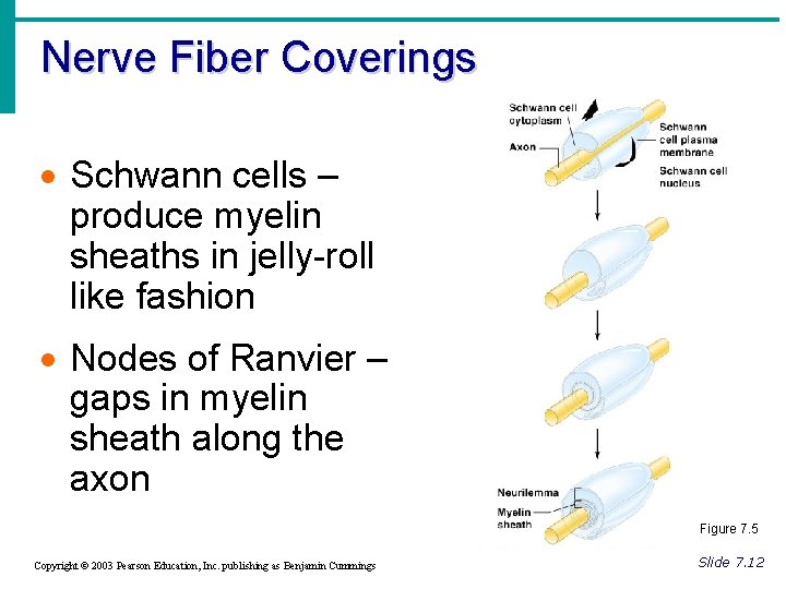 Nerve Fiber Coverings · Schwann cells – produce myelin sheaths in jelly-roll like fashion