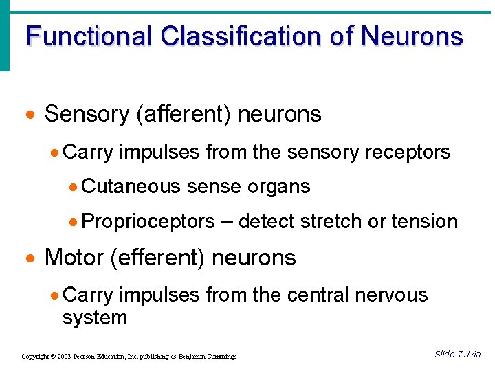 Functional Classification of Neurons · Sensory (afferent) neurons · Carry impulses from the sensory
