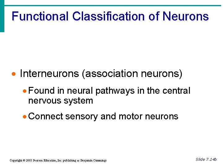 Functional Classification of Neurons · Interneurons (association neurons) · Found in neural pathways in