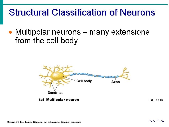 Structural Classification of Neurons · Multipolar neurons – many extensions from the cell body