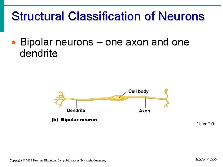 Structural Classification of Neurons · Bipolar neurons – one axon and one dendrite Figure