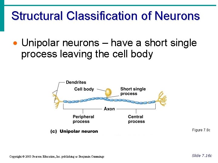 Structural Classification of Neurons · Unipolar neurons – have a short single process leaving