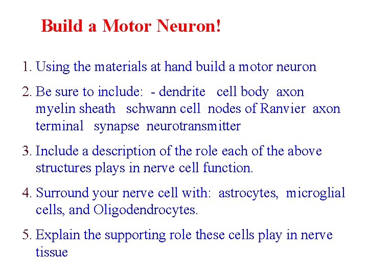 Build a Motor Neuron! 1. Using the materials at hand build a motor neuron