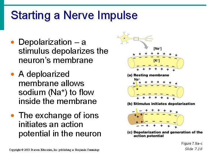 Starting a Nerve Impulse · Depolarization – a stimulus depolarizes the neuron’s membrane ·