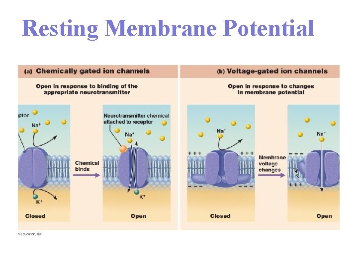 Resting Membrane Potential 