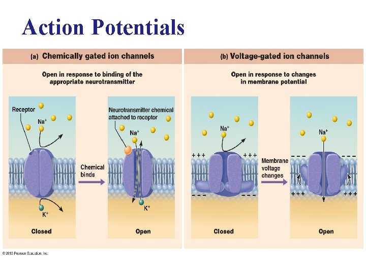 Action Potentials 