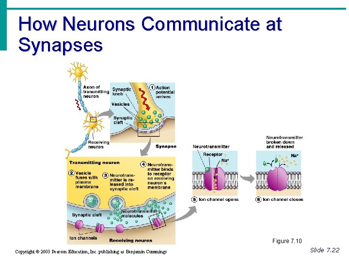 How Neurons Communicate at Synapses Figure 7. 10 Copyright © 2003 Pearson Education, Inc.