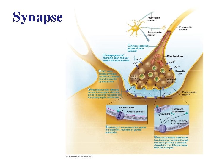 Synapse 