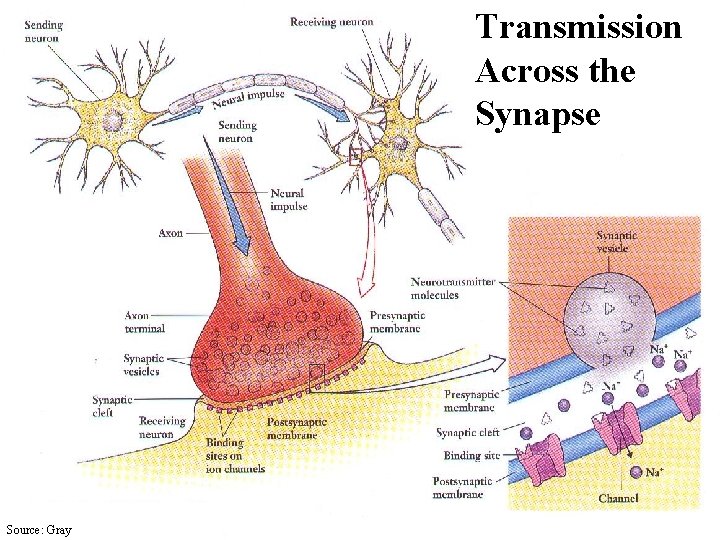 Transmission Across the Synapse Source: Gray 