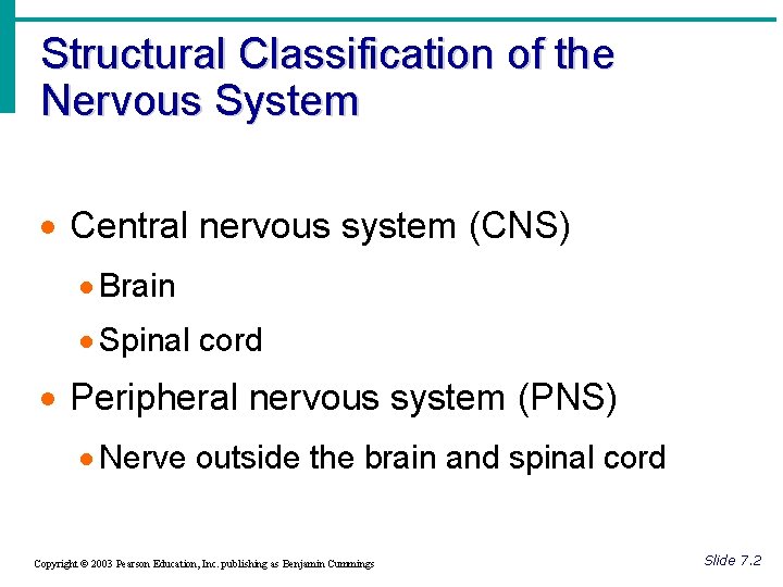 Structural Classification of the Nervous System · Central nervous system (CNS) · Brain ·