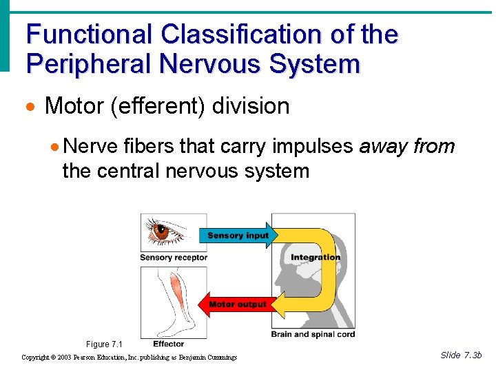 Functional Classification of the Peripheral Nervous System · Motor (efferent) division · Nerve fibers