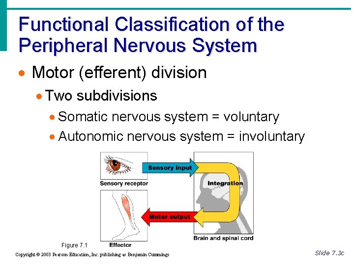 Functional Classification of the Peripheral Nervous System · Motor (efferent) division · Two subdivisions