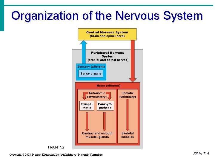 Organization of the Nervous System Figure 7. 2 Copyright © 2003 Pearson Education, Inc.