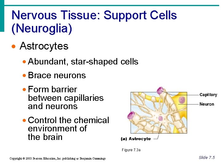 Nervous Tissue: Support Cells (Neuroglia) · Astrocytes · Abundant, star-shaped cells · Brace neurons