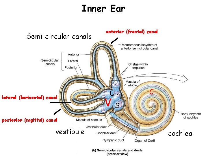 Inner Ear Semi-circular canals lateral (horizontal) canal anterior (frontal) canal C U V S