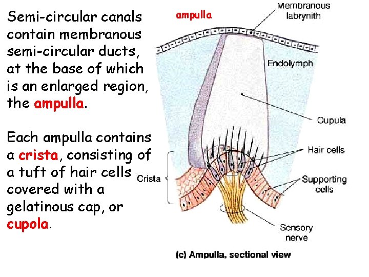 Semi-circular canals contain membranous semi-circular ducts, at the base of which is an enlarged