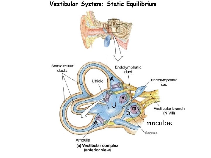 Vestibular System: Static Equilibrium A U A m S m maculae 