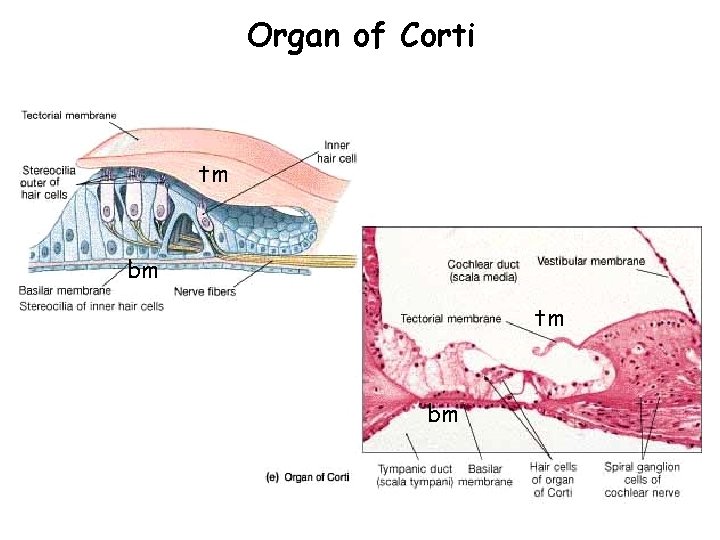 Organ of Corti tm bm 