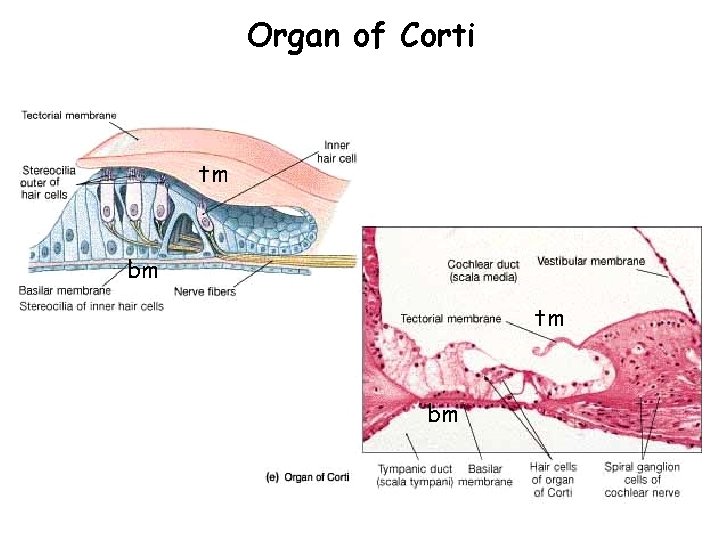 Organ of Corti tm bm Organ of Corti tm bm