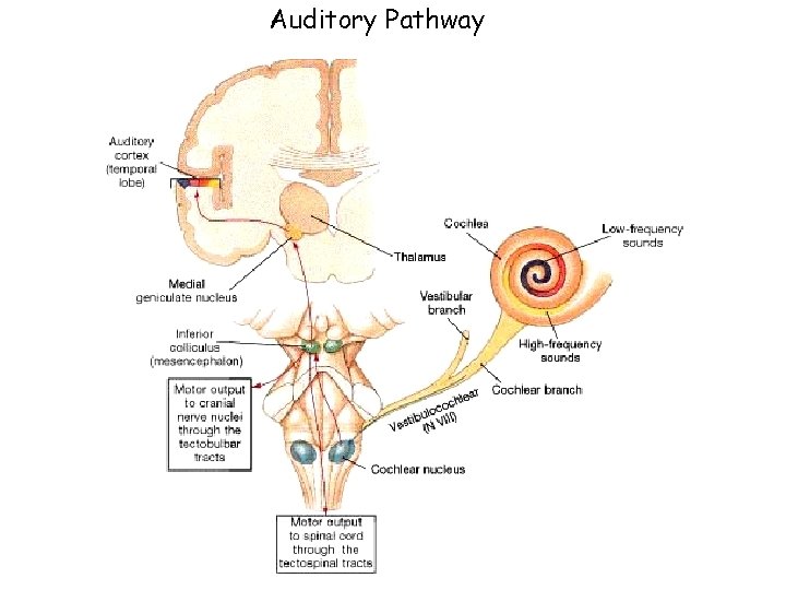 Auditory Pathway 