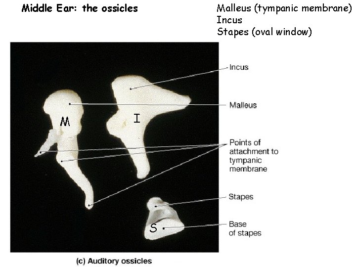 Malleus (tympanic membrane) Incus Stapes (oval window) Middle Ear: the ossicles M I S Malleus (tympanic membrane) Incus Stapes (oval window) Middle Ear: the ossicles M I S