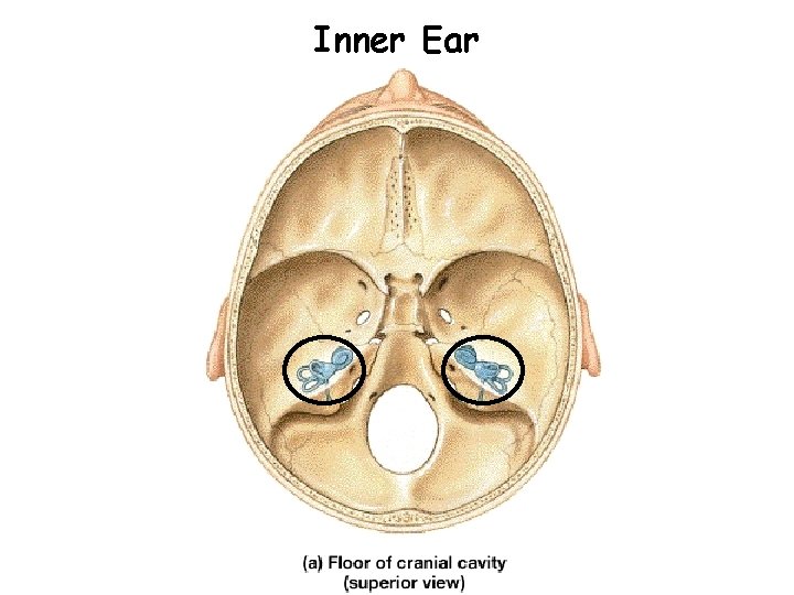 Inner Ear 