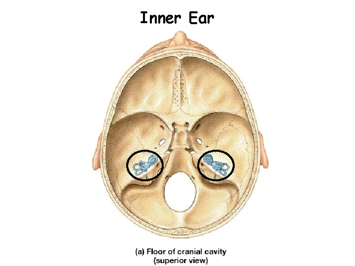 Inner Ear Inner Ear