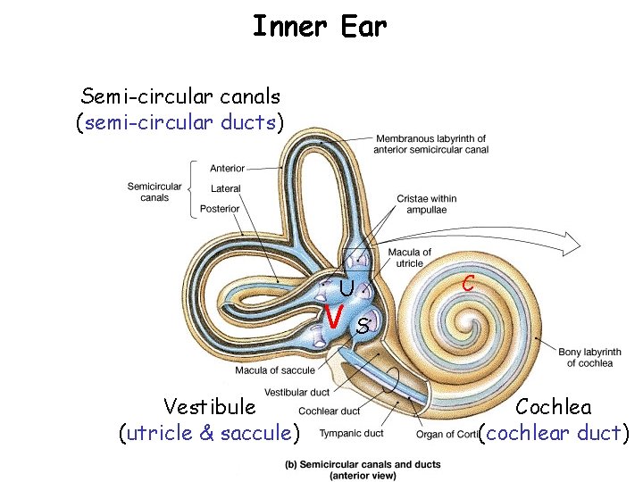 Inner Ear Semi-circular canals (semi-circular ducts) C U V Vestibule (utricle & saccule) S Inner Ear Semi-circular canals (semi-circular ducts) C U V Vestibule (utricle & saccule) S