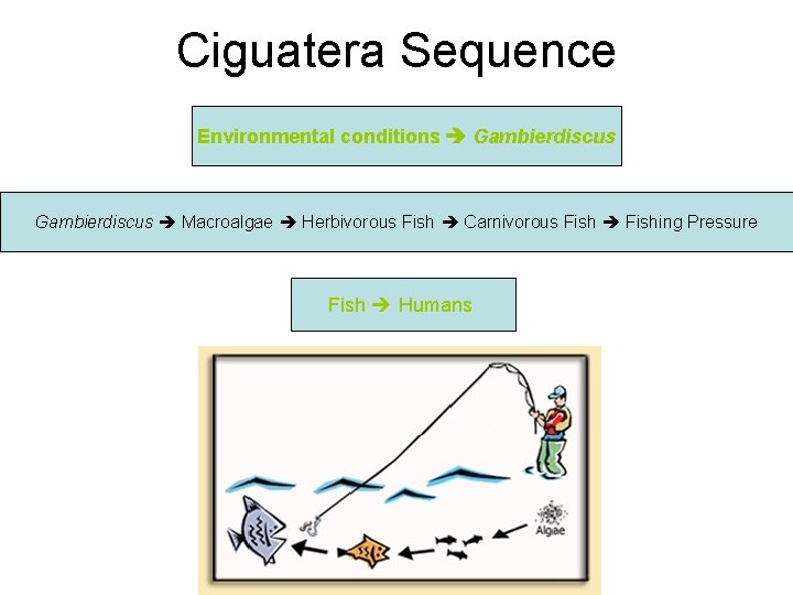 Ciguatera Sequence Environmental conditions Gambierdiscus Macroalgae Herbivorous Fish Carnivorous Fishing Pressure Fish Humans 