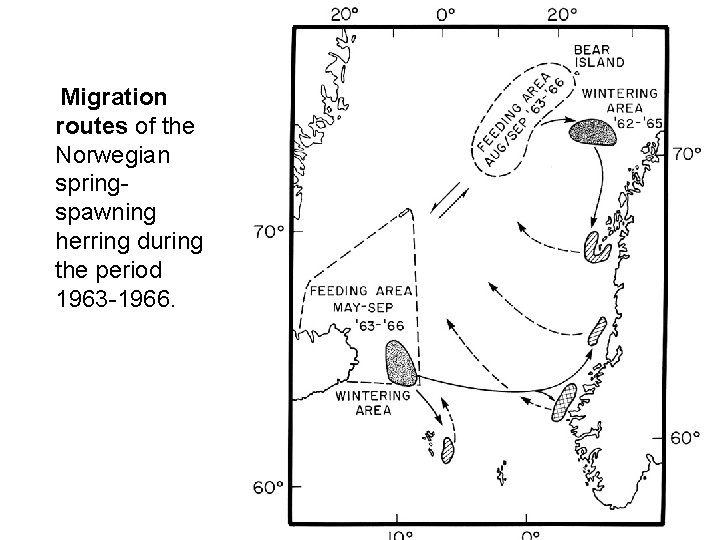 Migration routes of the Norwegian springspawning herring during the period 1963 -1966. 