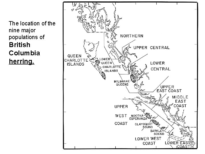 The location of the nine major populations of British Columbia herring. 
