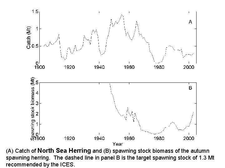 (A) Catch of North Sea Herring and (B) spawning stock biomass of the autumn
