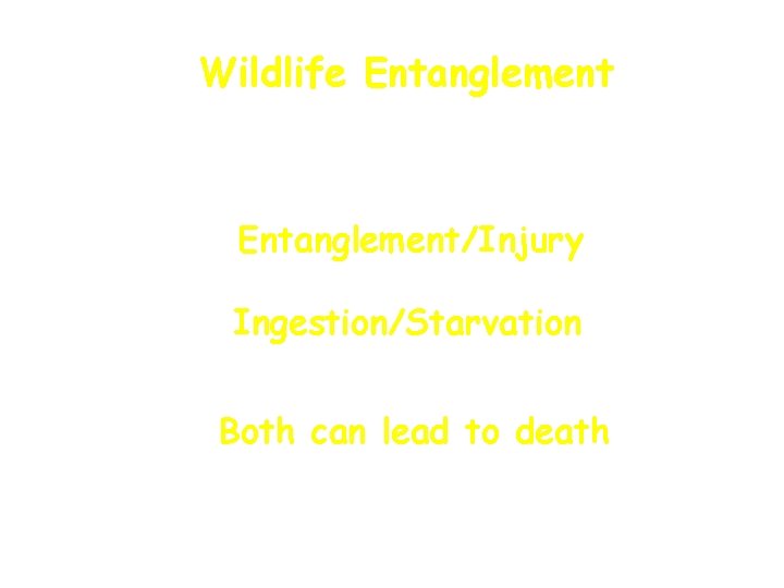Wildlife Entanglement/Injury Ingestion/Starvation Both can lead to death 
